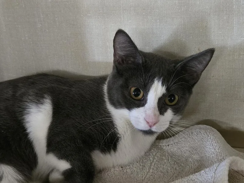 A baby small-sized female Domestic Short Hair cat named Tweet for adoption in Thornton, CO