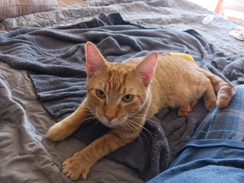A young medium-sized male Orange & White Domestic Short Hair cat named Butterfinger for adoption in Morgantown, WV