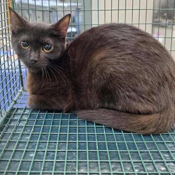 A baby medium-sized female Domestic Short Hair cat named Bea for adoption in Des Moines, IA