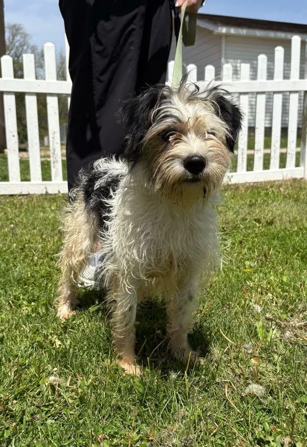 A young small-sized female Black Shih Tzu dog named Cocoa for adoption in Waterloo, IA