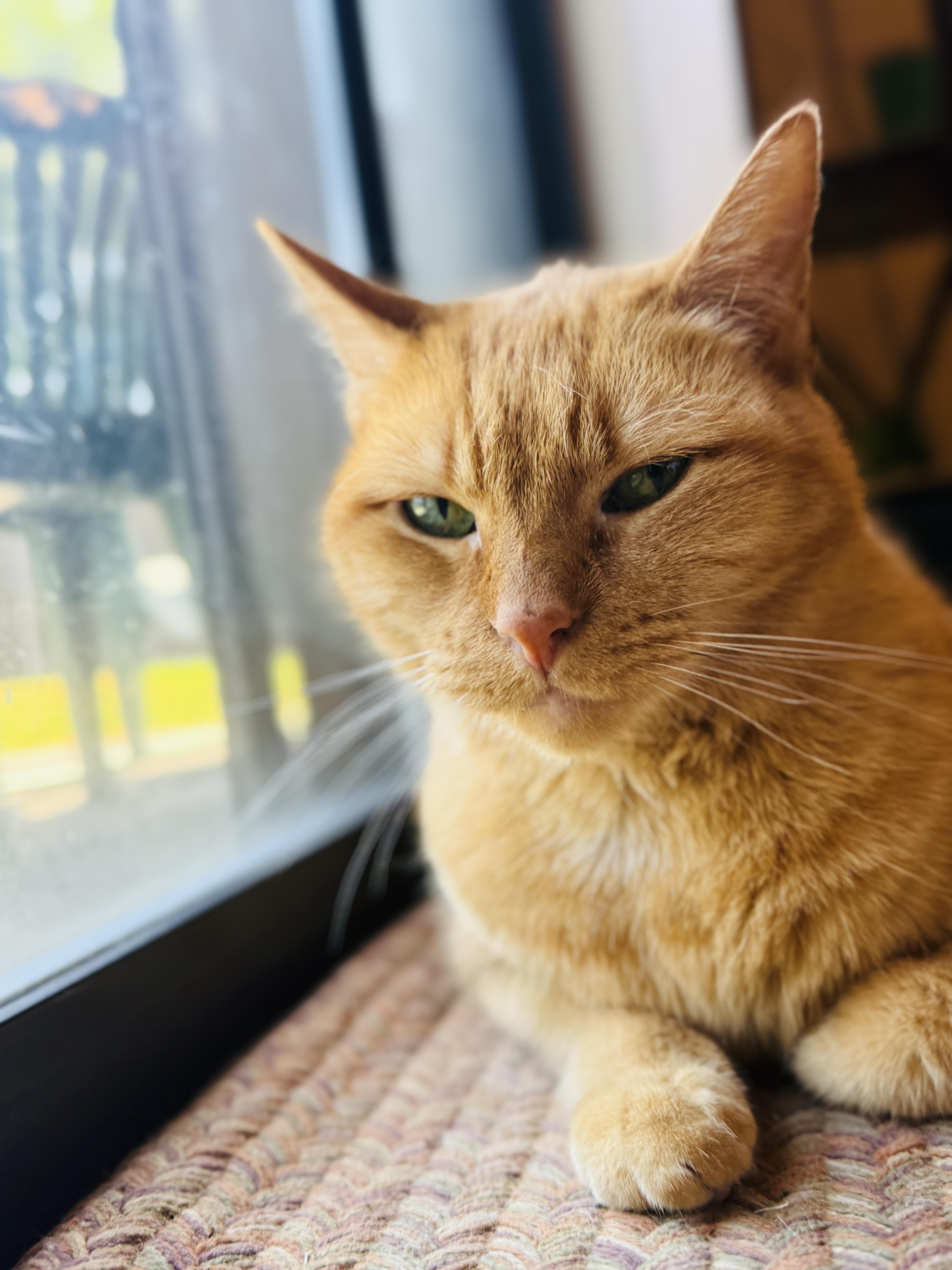 A senior medium-sized female Orange / Red Domestic Short Hair cat named Peachy for adoption in Keller, TX