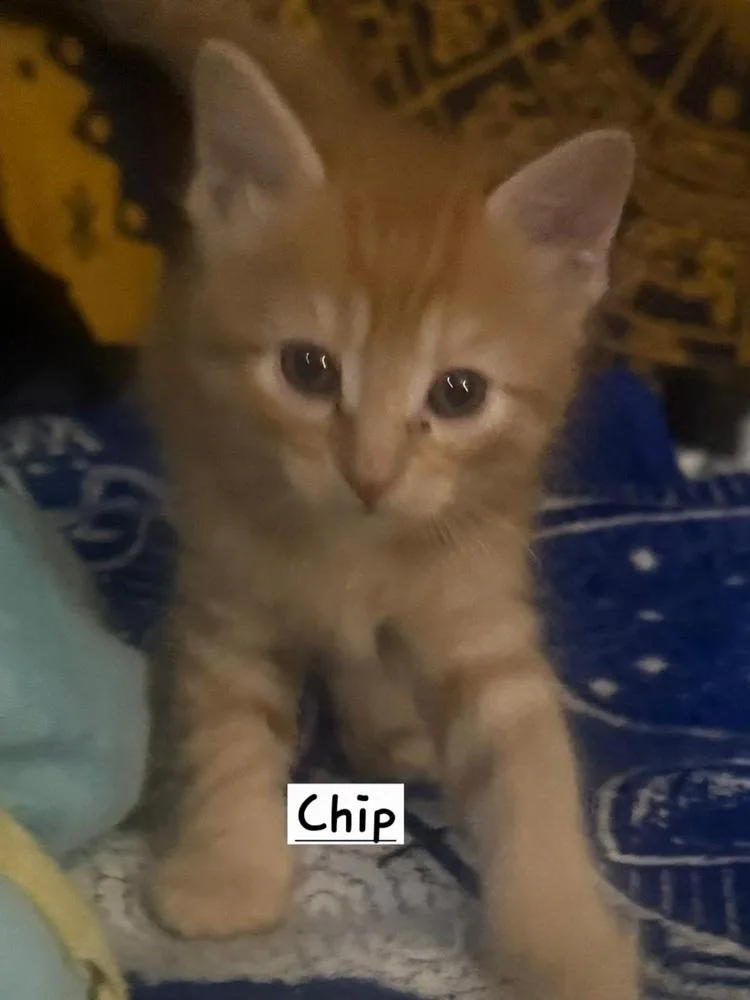 A baby small-sized male Tabby cat named Chip for adoption in Calimesa, CA