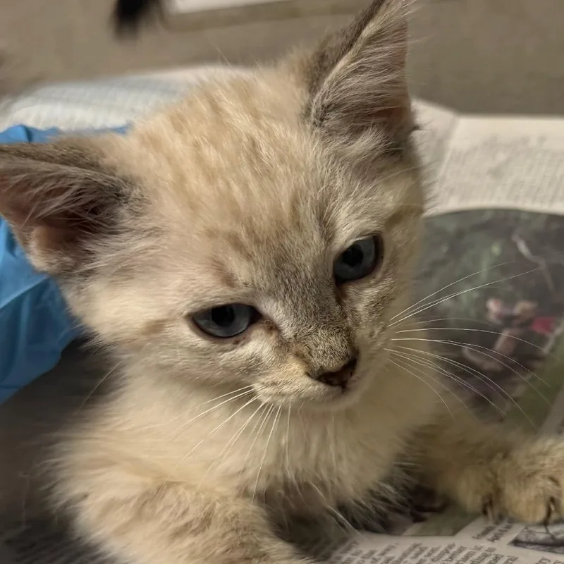 A baby small-sized male Cream / Ivory Domestic Short Hair cat named Pine for adoption in Yuma, AZ
