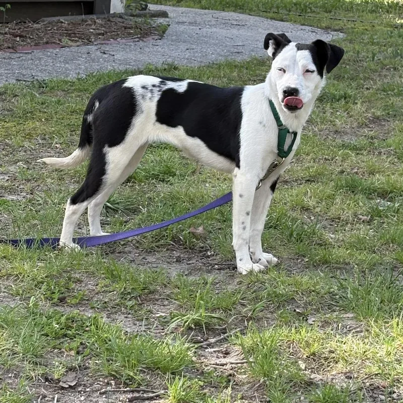 A young medium-sized female Black Pit Bull Terrier dog named Jessie for adoption in Greensboro, NC