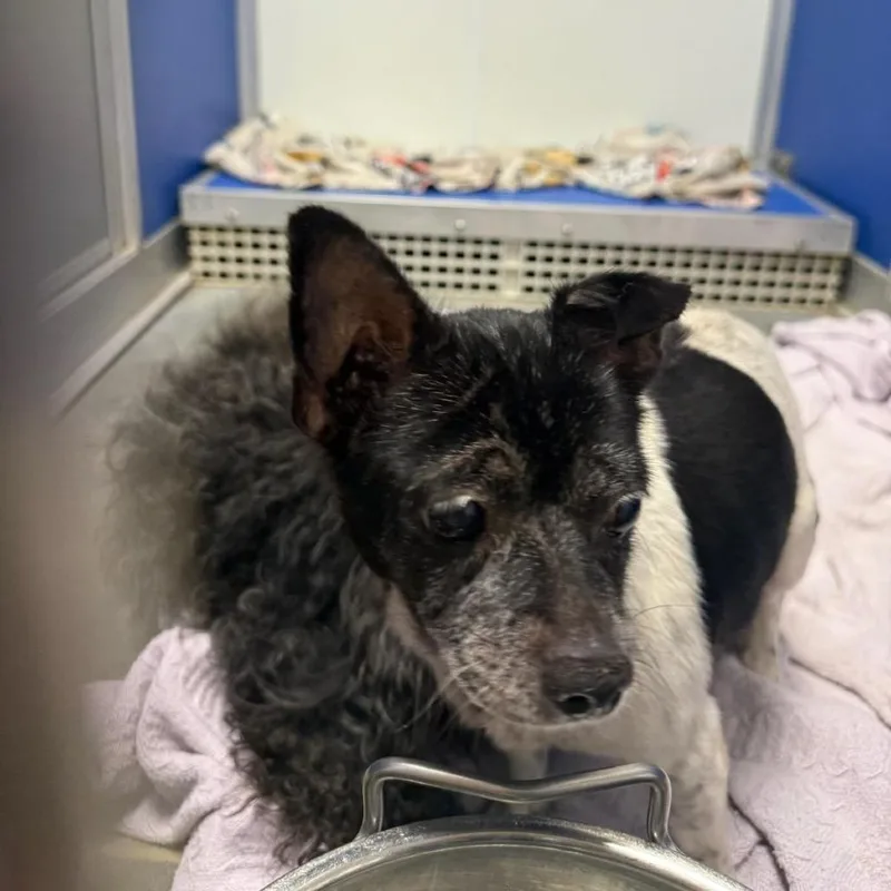 A senior small-sized female White / Cream Mixed Breed dog named Chaya for adoption in Webster, TX