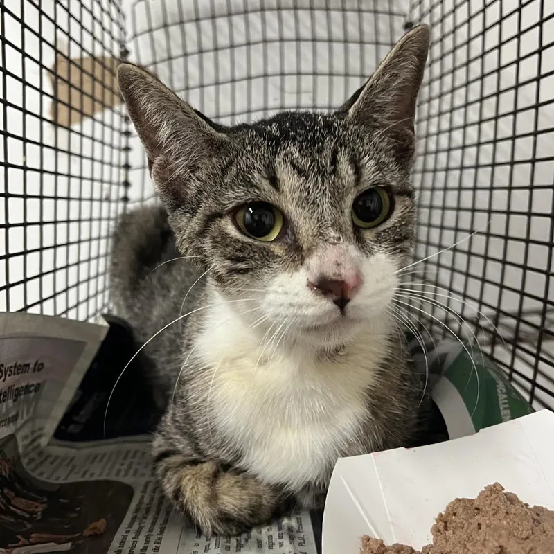 An adult medium-sized female Gray / Blue / Silver Domestic Short Hair cat named Cholula for adoption in Edinburg, TX
