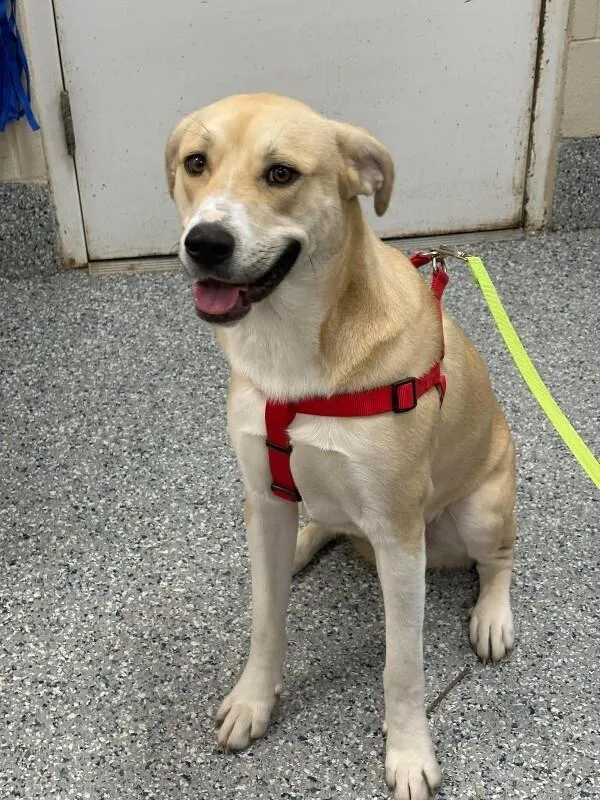 An adult medium-sized male Labrador Retriever dog named Bodie for adoption in Burgaw, NC