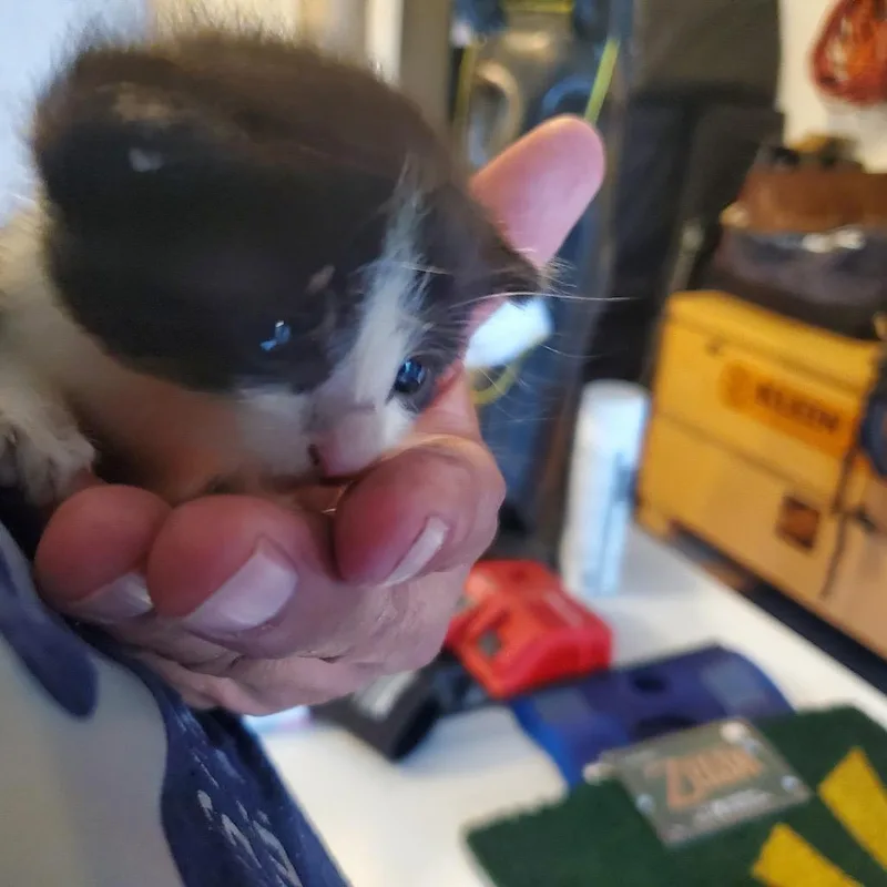A baby small-sized male Domestic Short Hair cat named Braveheart for adoption in League City, TX
