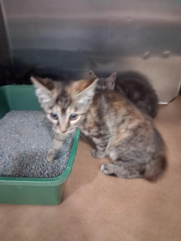 A baby small-sized female Domestic Short Hair cat named Bailona for adoption in Cartersville , GA