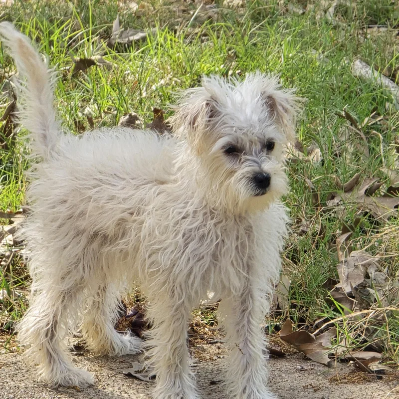 A baby small-sized female White / Cream Maltese dog named Winnet Wat for adoption in Missouri City, TX