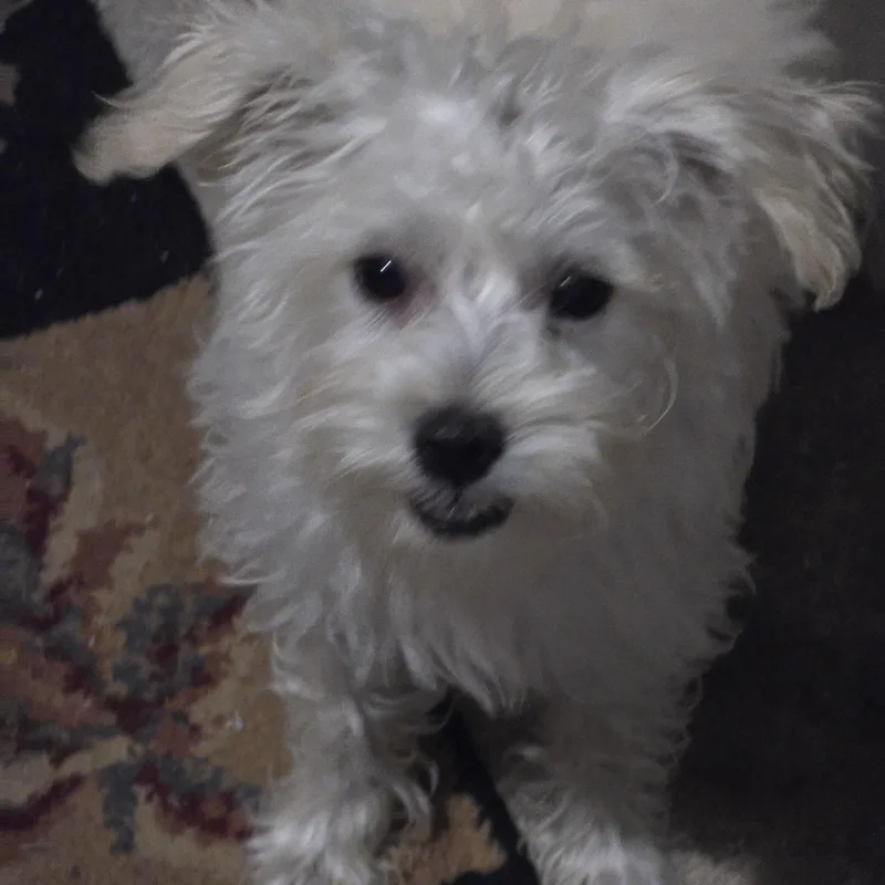 Winnet Wat thumbnail 4