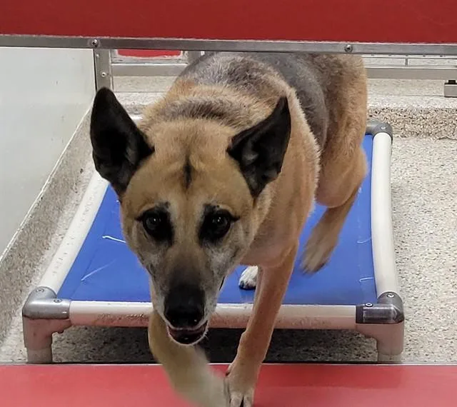 An adult large-sized male German Shepherd Dog dog named Solovino for adoption in Tucson, AZ