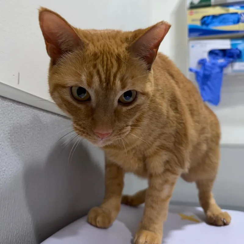 An adult large-sized female Orange / Red Domestic Short Hair cat named Smitty for adoption in Tampa, FL