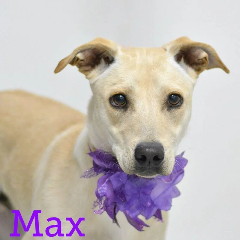 An adult medium-sized male Labrador Retriever dog named Max for adoption in Lake Havasu City, AZ
