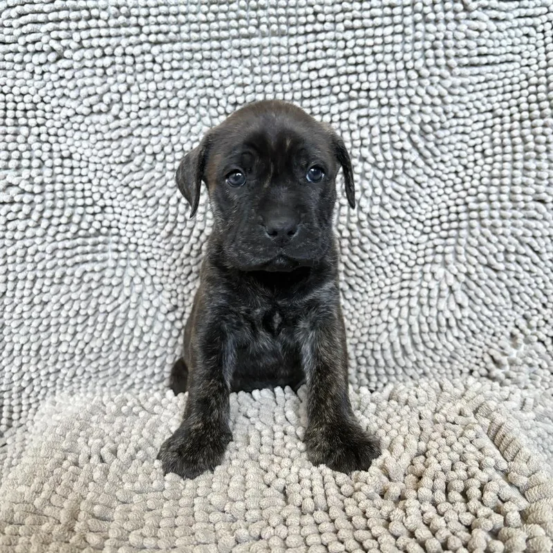 A baby large-sized male Black Labrador Retriever dog named Dusty for adoption in Pleasant Hill, CA