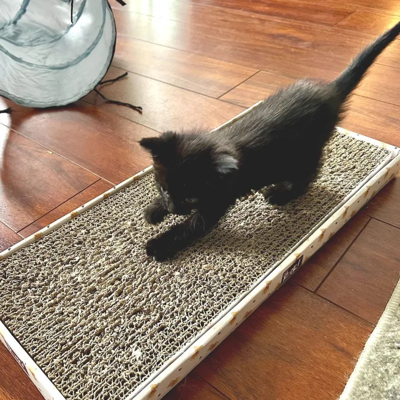 A baby small-sized female Brown / Chocolate Domestic Short Hair cat named Tootsiepop for adoption in Commerce City, CO
