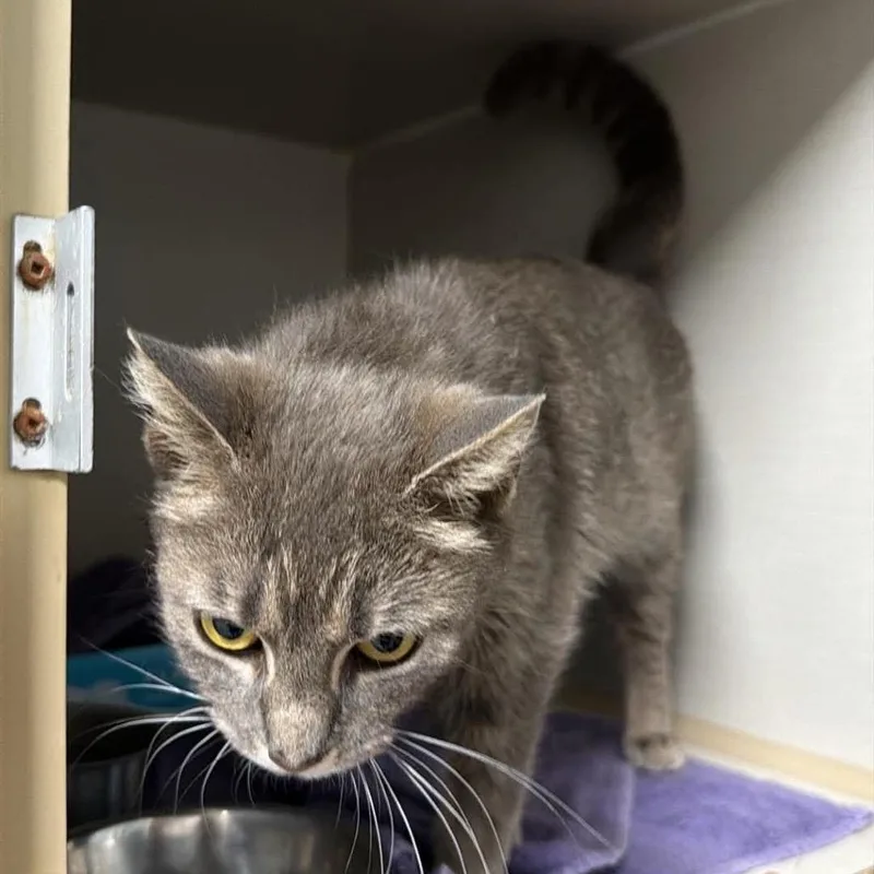 An adult medium-sized female Gray / Blue / Silver Domestic Short Hair cat named Ferrets Rule for adoption in Fredericksburg, VA