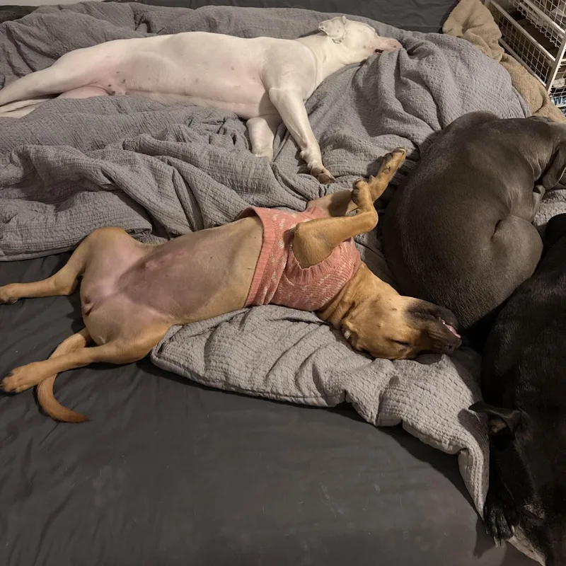 A young medium-sized female Pit Bull Terrier dog named Trix for adoption in Martinez, CA