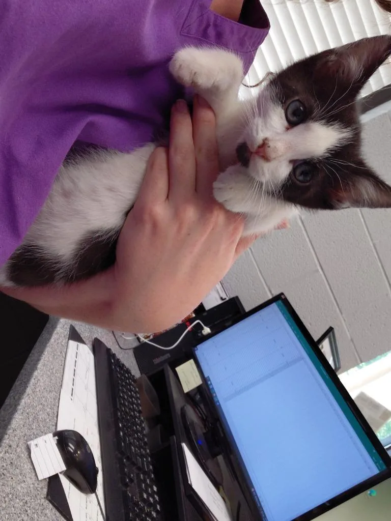 A baby small-sized male Domestic Short Hair cat named Jinx for adoption in Henderson, NC