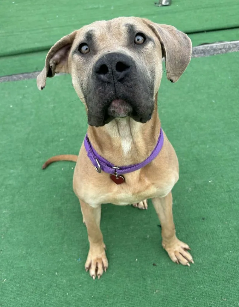 Scooby Doo thumbnail 2