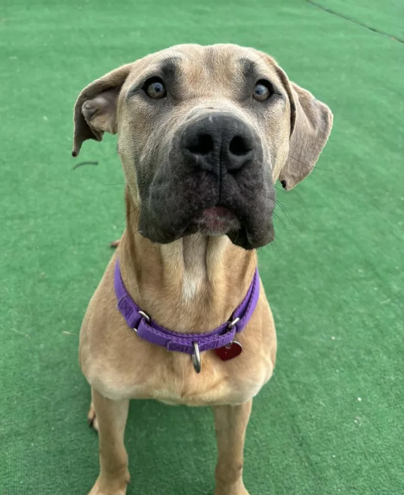 Scooby Doo thumbnail 3