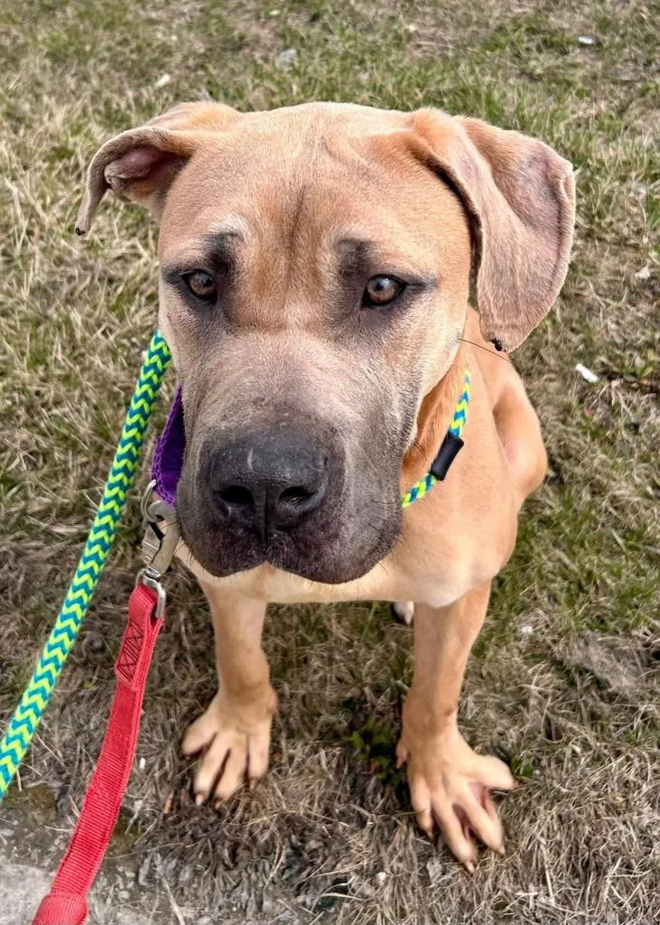 Scooby Doo thumbnail 4