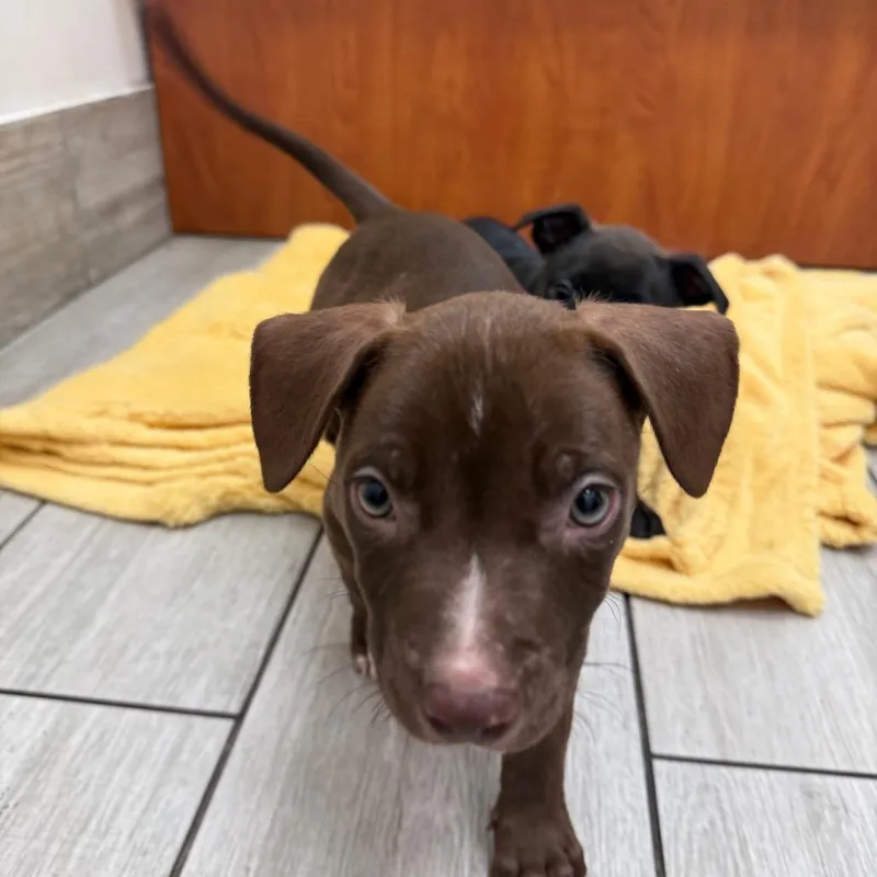 A baby small-sized female Brown / Chocolate Mixed Breed dog named Rumi for adoption in Jacksonville Beach, FL
