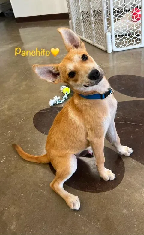 Panchito thumbnail 3