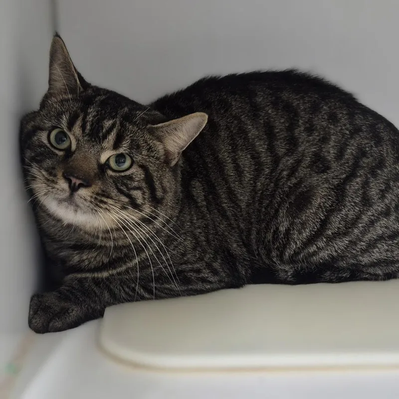 An adult large-sized male Brown / Chocolate Domestic Short Hair cat named Cleveland for adoption in Newark, NJ