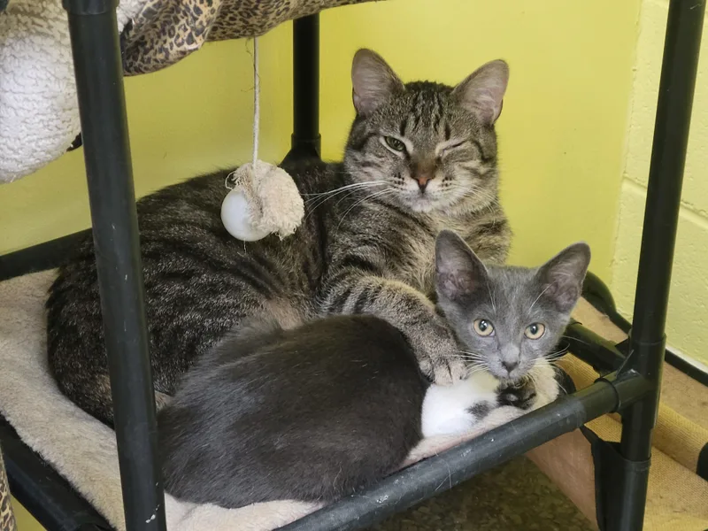 A young medium-sized male Tabby cat named Friskie for adoption in Memphis, TN