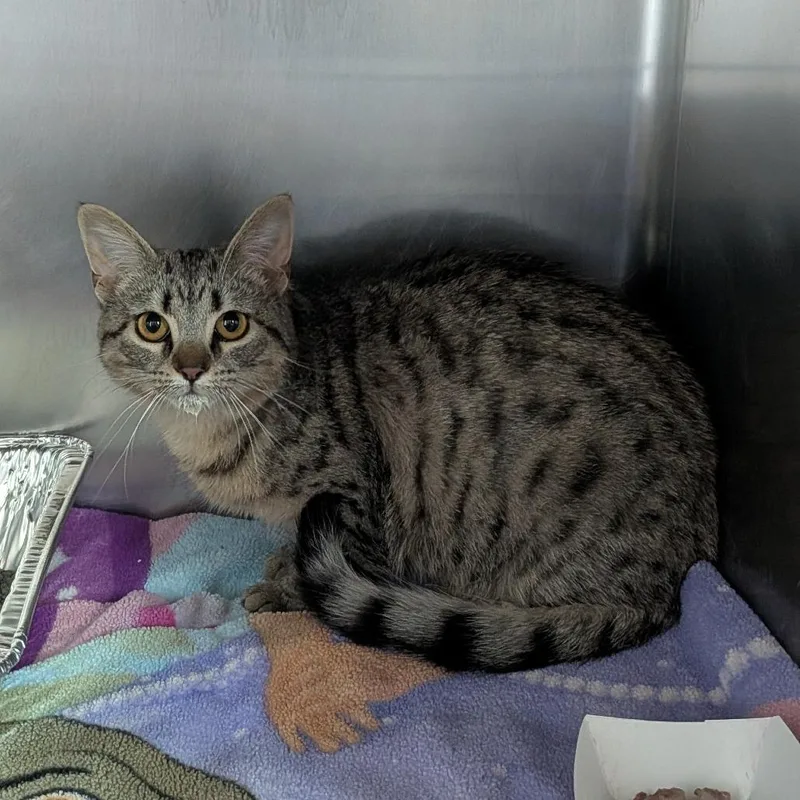 A young medium-sized female Brown / Chocolate Domestic Short Hair cat named Frankie for adoption in Matteson, IL