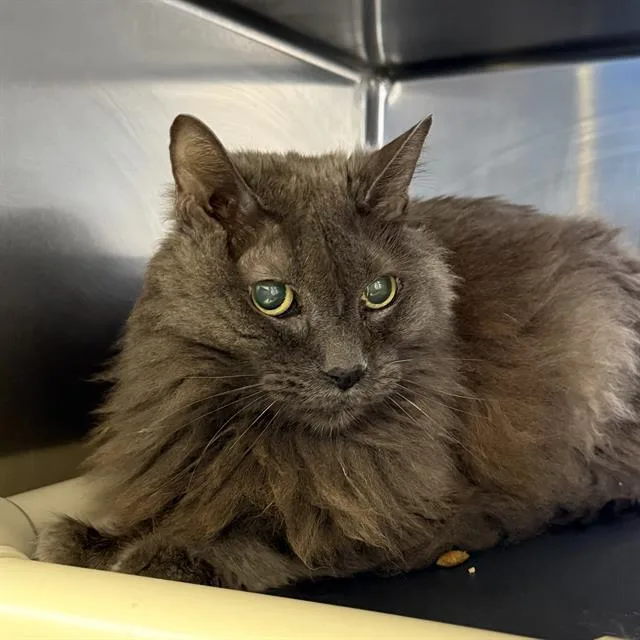 An adult large-sized male Domestic Long Hair cat named Goober for adoption in Las Vegas, NV