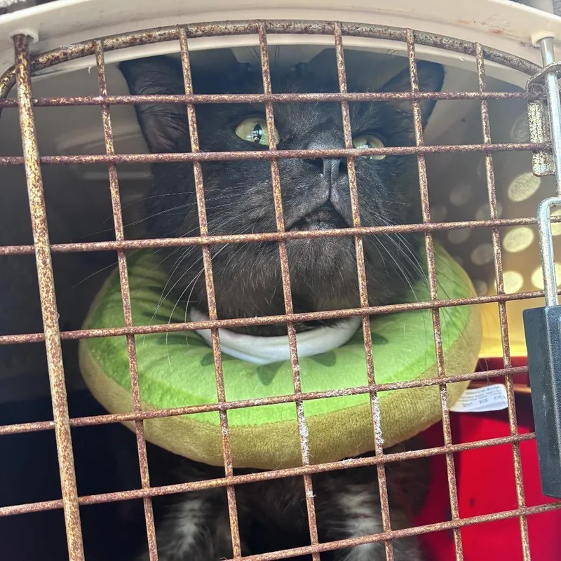 An adult medium-sized male Black Domestic Short Hair cat named Silver Sneakers for adoption in Austin, TX