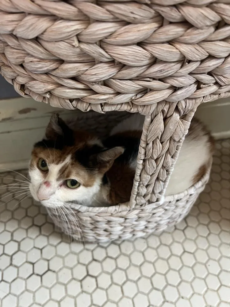 Baby Girl thumbnail 4