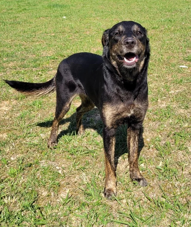 A young large-sized female German Shepherd Dog dog named Selene for adoption in Lawrenceburg, TN