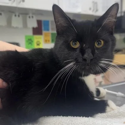 An adult medium-sized male Black & White / Tuxedo Domestic Short Hair cat named Nigel for adoption in Athens, GA
