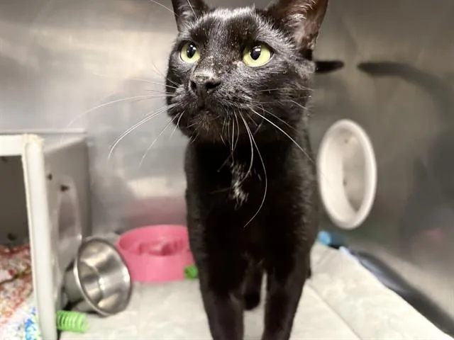 An adult small-sized male Domestic Short Hair cat named Blue for adoption in Kent, WA