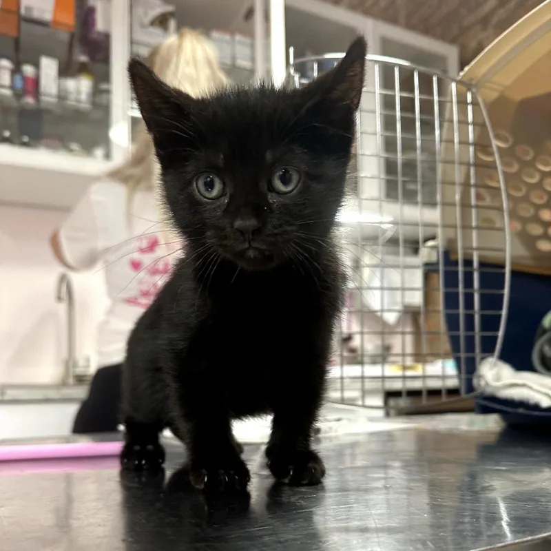 A baby small-sized female Black Domestic Short Hair cat named Cocoa Puffs for adoption in Forest Park, IL
