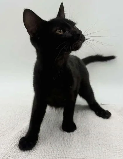 A young small-sized male Domestic Short Hair cat named Captain America for adoption in Bowling Green, KY