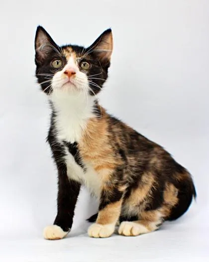 A baby small-sized female Domestic Short Hair cat named Ketu for adoption in Morton Grove, IL