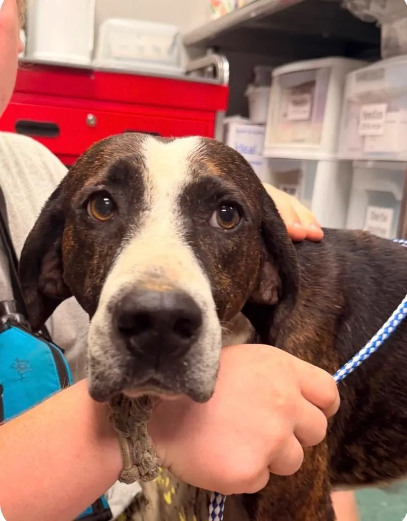 An adult medium-sized male Mixed Breed dog named Luke for adoption in Jonesboro, AR