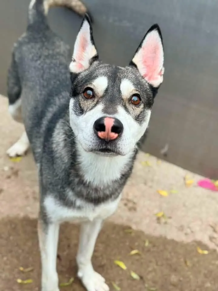 An adult medium-sized male White / Cream Husky dog named San Diego for adoption in Chicago, IL