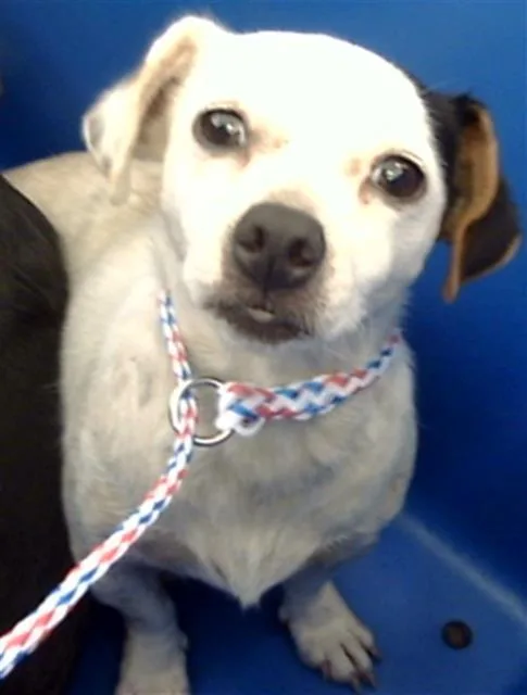 A young small-sized female Mixed Breed dog named Hazel for adoption in Dallas, TX