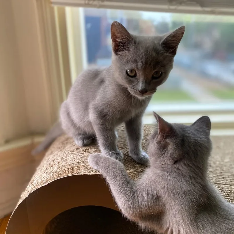 A baby small-sized female Domestic Short Hair cat named Tallulah Bankhead for adoption in Los Angeles, CA