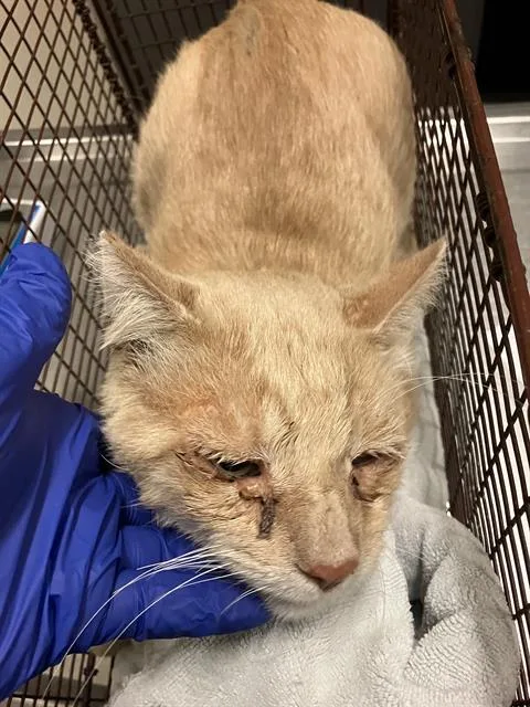 An adult medium-sized male Domestic Short Hair cat named Steve for adoption in Long Beach, CA