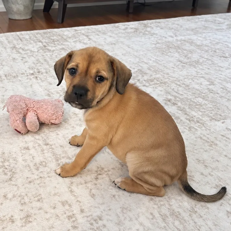 A baby medium-sized female Retriever dog named Cupcake for adoption in Helena, AL