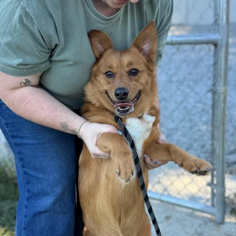 An adult medium-sized female Mixed Breed dog named Noodles for adoption in Hendersonville, NC