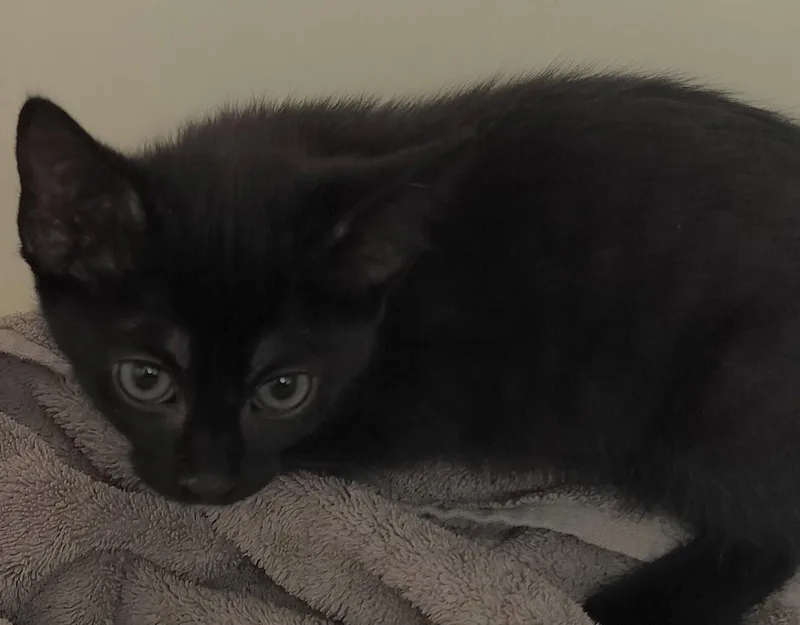 A baby medium-sized male Black Domestic Short Hair cat named Juke J for adoption in Frisco, TX