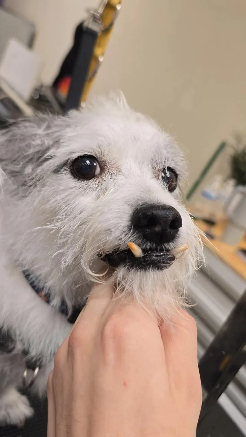 Patty thumbnail 3