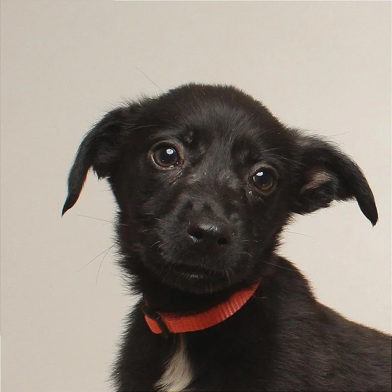 A baby small-sized male Labrador Retriever dog named Nutmeg D for adoption in Minnetonka, MN